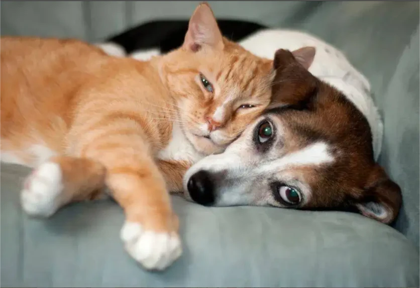 cat pet cat pet